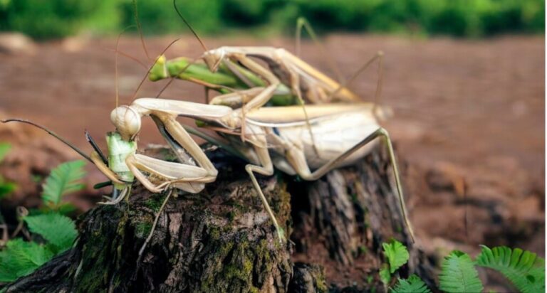 ¿Por qué la mantis religiosa es un insecto que se come a su pareja después de aparearse?