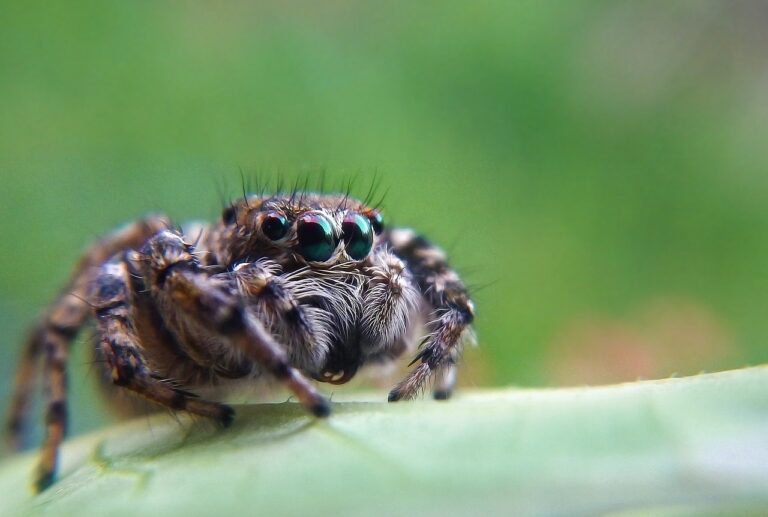 Todo sobre la Araña Saltarina: El Pequeño y Fascinante Arácnido que Puedes Tener como Mascota