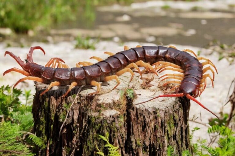 Ciclo de Vida del Ciempiés: ¿Es Viable Tenerlo como Mascota Exótica?