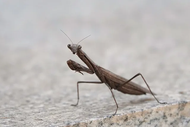 Todo sobre la Mantis Linbata (Litaneutria minor): Características, Ciclo de Vida y Entorno Ideal